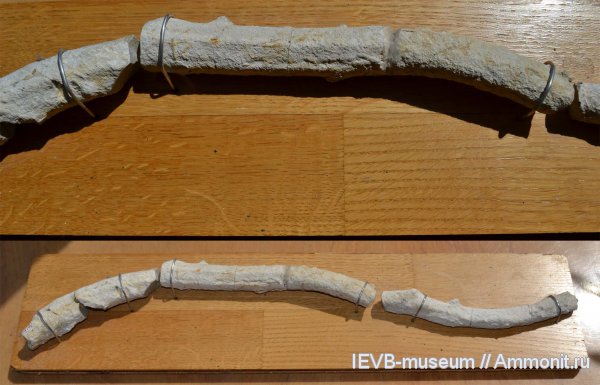 мел, водоросли, ихнофоссилии, сантон, Santonian, Cretaceous