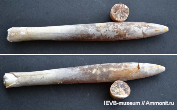 мел, маастрихт, Belemnella, Belemnella lanceolata, Maastrichtian, Cretaceous