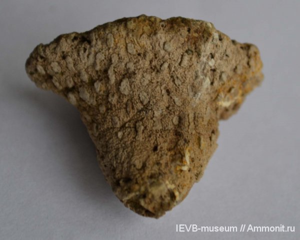 мел, кампан, Ventriculitidae, Napaeana, Napaeana striatella, Campanian, Cretaceous