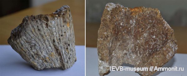 мел, кампан, Ventriculitidae, Cephalites, Cephalites poculum, Campanian, Cretaceous