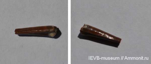 мел, рыбы, кампан, шипы, Campanian, Cretaceous, fish