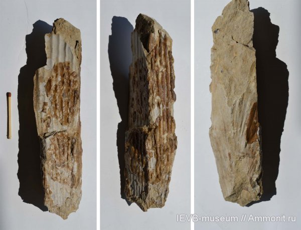 юра, волжский ярус, двустворчатые моллюски, титон, Pinna, Pinna constantini, Tithonian, Volgian, Jurassic