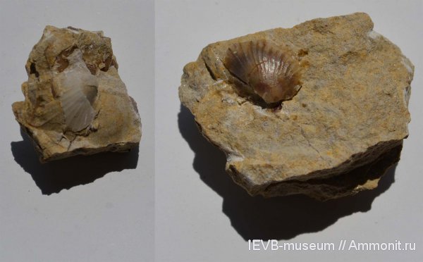 юра, волжский ярус, двустворчатые моллюски, Oxytoma, титон, Oxytoma semiradiata, Tithonian, Volgian, Jurassic