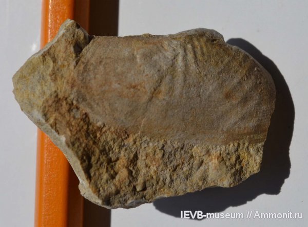 юра, волжский ярус, двустворчатые моллюски, титон, Goniomya, Tithonian, Volgian, Jurassic