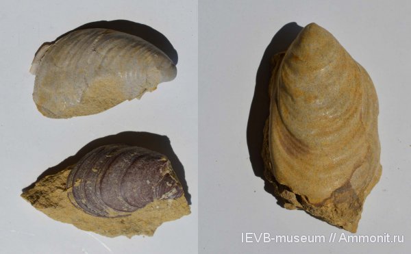 юра, волжский ярус, двустворчатые моллюски, Buchia, титон, Buchia russiensis, Tithonian, Volgian, Jurassic