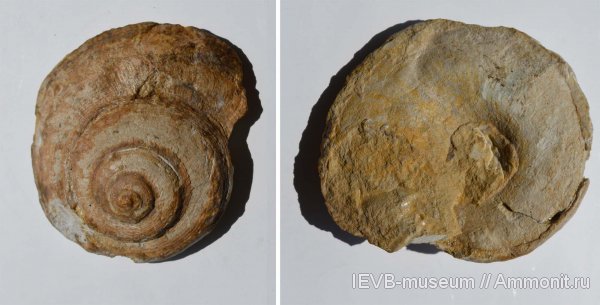 гастроподы, юра, волжский ярус, Pleurotomaria, титон, Pleurotomaria rouillieri, Tithonian, Volgian, Jurassic