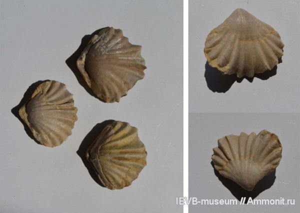 юра, волжский ярус, титон, Russirhynchia, Rhynchonellida, russirhynchia duplicata, Tithonian, Volgian, Jurassic