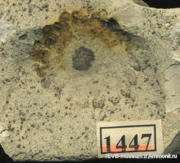 мел, сантон, полипы, проблематики, Santonian, Cretaceous, Actiniaria, Zoanthiniaria