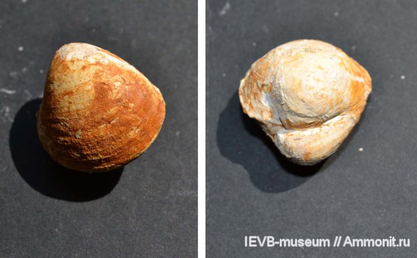 мел, двустворчатые моллюски, маастрихт, Venilicardia, Maastrichtian, Cretaceous