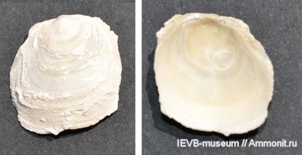 мел, двустворчатые моллюски, кампан, Anomia, Anomiidae, Campanian, Cretaceous