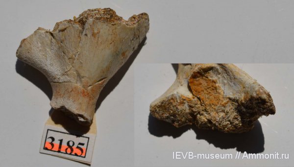 триас, Benthosuchus, лабиринтодонты, индский ярус, вохминский горизонт, Triassic
