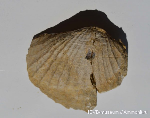 юра, волжский ярус, двустворчатые моллюски, титон, Pholadomya, Pholadomya mutabilis, Tithonian, Volgian, Jurassic