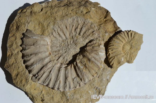 юра, волжский ярус, Epivirgatites, титон, Epivirgatites bipliciformis, Tithonian, Volgian, Jurassic