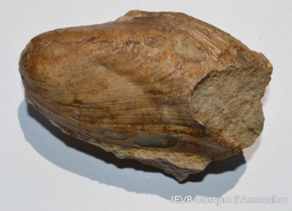 юра, волжский ярус, двустворчатые моллюски, Modiolus, титон, Tithonian, Volgian, Jurassic