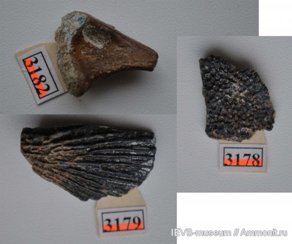 триас, лабиринтодонты, Triassic