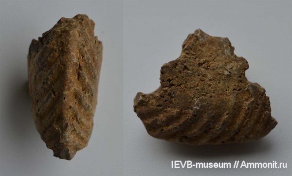 юра, келловей, Quenstedtoceras, Callovian, Jurassic, Middle Jurassic