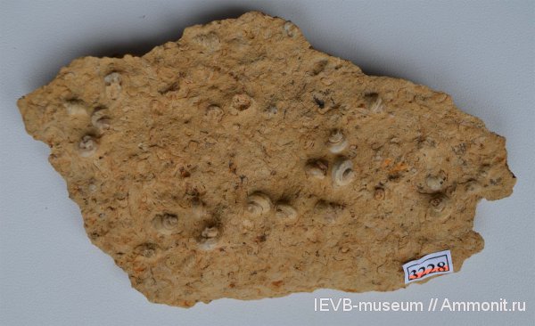 гастроподы, пермь, Поволжье, казанский, Baylea, Permian