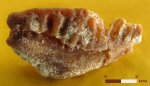 Зуб кохлиодонтиформа Oxytomodus (Venustodus), карбон