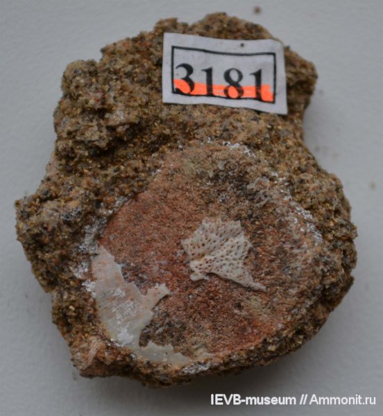 триас, рыбы, оленёкский ярус, Triassic, fish