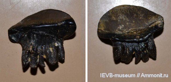 карбон, рыбы, зубы, хрящевые рыбы, Polyrhizodus, Petalodontiformes, fish, teeth