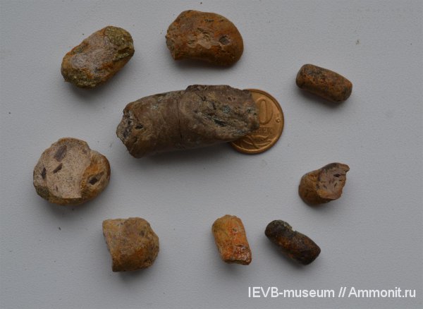 триас, амфибии, копролиты, оленёкский ярус, Trematosaurus, Triassic