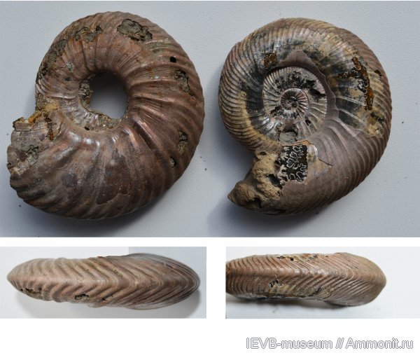 юра, келловей, Quenstedtoceras, Quenstedtoceras lamberti, Quenstedtoceras praelamberti, Callovian, Jurassic, Middle Jurassic