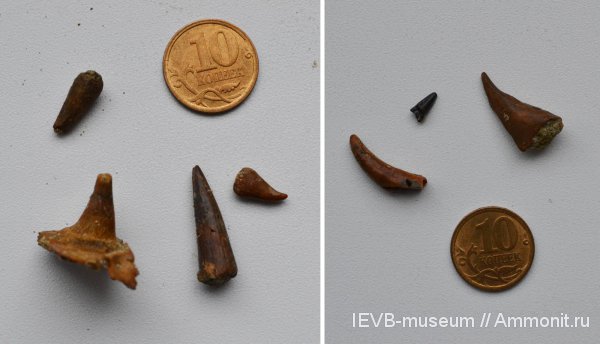 рептилии, триас, амфибии, зубы, Archosaurus, оленёкский ярус, Trematosaurus, Triassic, teeth