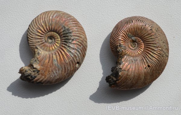 юра, келловей, Quenstedtoceras, Quenstedtoceras lamberti, Callovian, Jurassic, Middle Jurassic