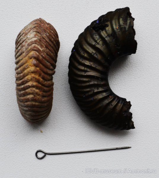 юра, келловей, Vertumniceras, Callovian, Jurassic, Middle Jurassic