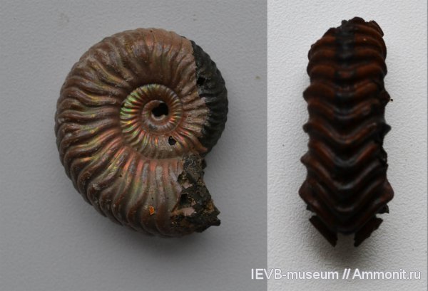 юра, келловей, Vertumniceras, Callovian, Jurassic, Middle Jurassic