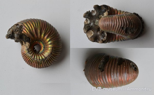 аммониты, юра, келловей, Eboraciceras, Eboraciceras carinatum, Ammonites, Callovian, Jurassic, Middle Jurassic