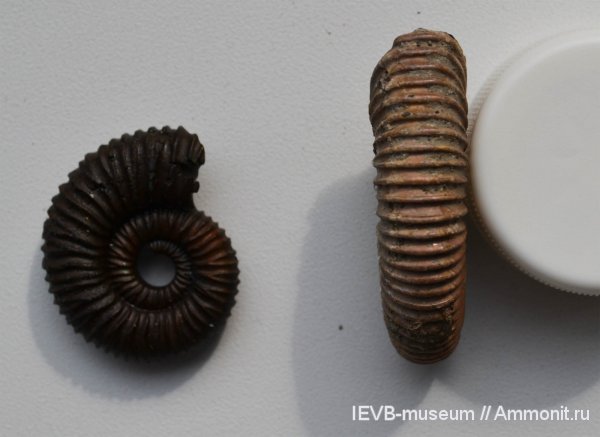 юра, келловей, Peltoceras, Callovian, Jurassic, Middle Jurassic