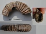 Фрагмент аммонита Peltoceras schroederi