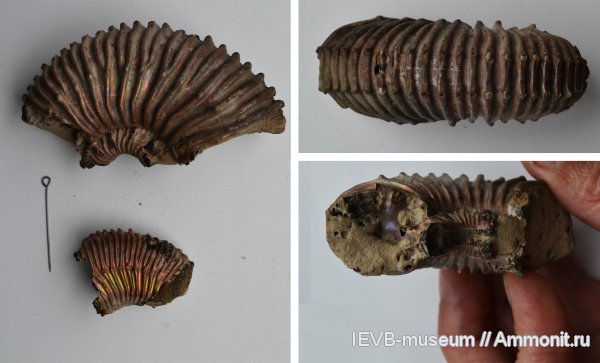 аммониты, юра, Kosmoceras, келловей, Ammonites, Kosmoceras duncani, Callovian, Jurassic, Middle Jurassic
