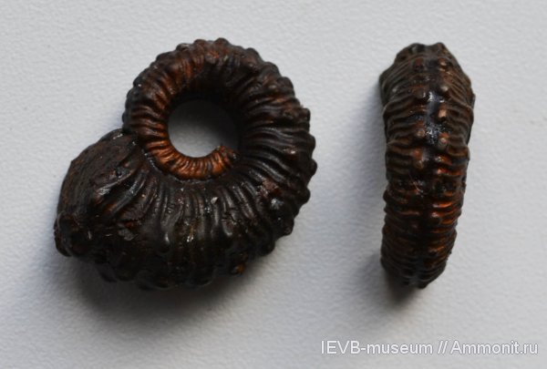 аммониты, юра, Kosmoceras, келловей, Ammonites, Kosmoceras spinosum, Callovian, Jurassic, Middle Jurassic