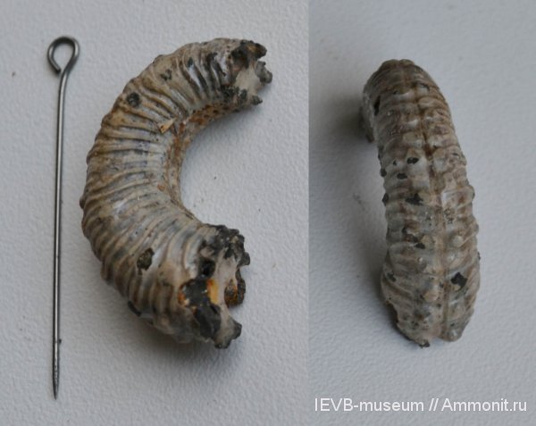 аммониты, юра, Kosmoceras, келловей, Ammonites, Callovian, Jurassic, Middle Jurassic