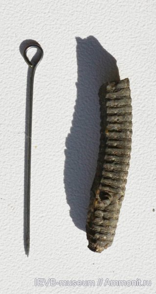 юра, криноидеи, келловей, Pentacrinus, Crinoidea, Callovian, Jurassic, Middle Jurassic