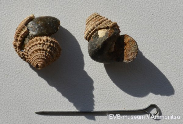 гастроподы, юра, келловей, Eucycloscala, Eucycloscala pseudopagodaformis, Callovian, Jurassic, Middle Jurassic