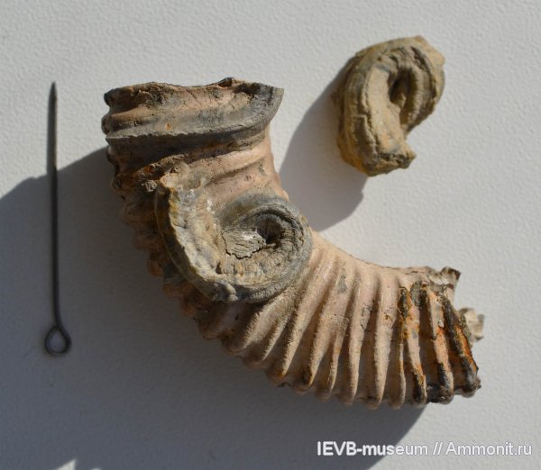 аммониты, юра, серпулы, Serpula, келловей, Peltoceras, Serpulidae, Ammonites, Mucroserpula, Callovian, Jurassic, Middle Jurassic