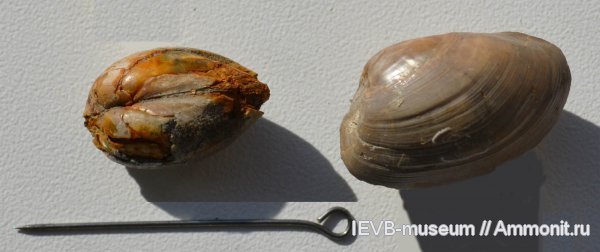 юра, двустворчатые моллюски, келловей, Nuculoma, Callovian, Jurassic, Middle Jurassic