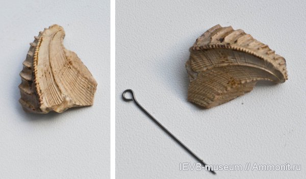 юра, двустворчатые моллюски, келловей, Trigonia, Callovian, Jurassic, Middle Jurassic