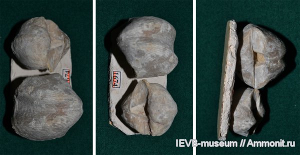 брахиоподы, девон, Devonian, Cyrtospirifer, Spiriferida, Cyrtospirifer archiaci, фамен