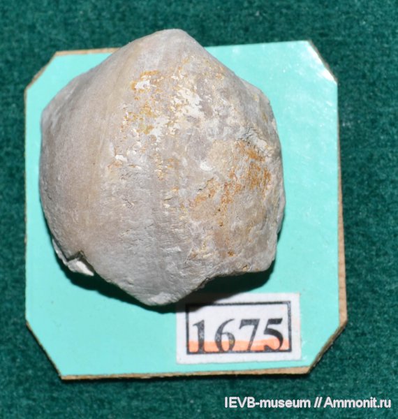 брахиоподы, девон, Choristites, Devonian, Spiriferida, фамен