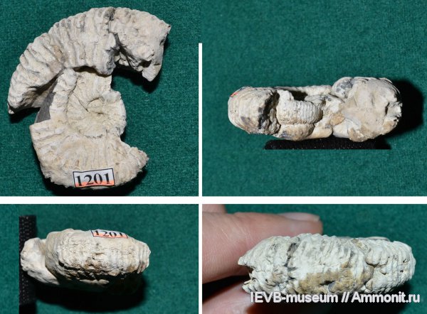 аммониты, юра, оксфорд, келловей, Epivirgatites, Ammonites, Oxfordian, Callovian, Jurassic, Middle Jurassic