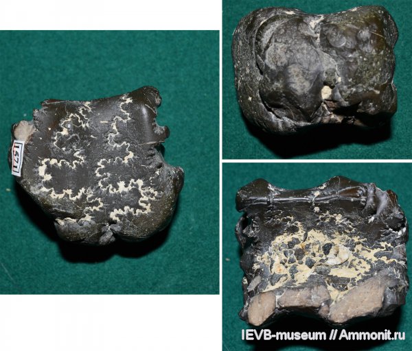 аммониты, юра, кимеридж, Ammonites, Aspidoceras, Kimmeridgian, Jurassic, Upper Jurassic
