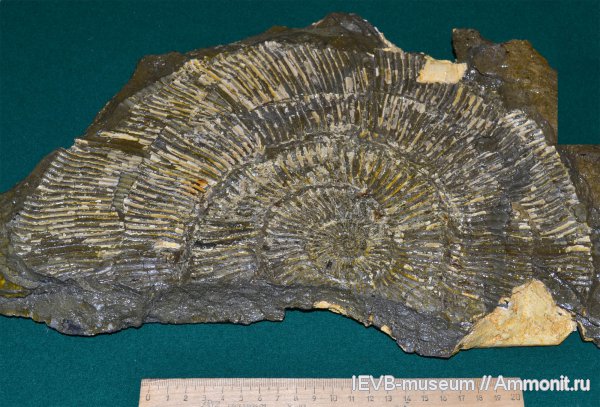 аммониты, юра, волжский ярус, титон, Ammonites, Pseudovirgatites, Pseudovirgatites tenuicostatum, Tithonian, Volgian, Jurassic