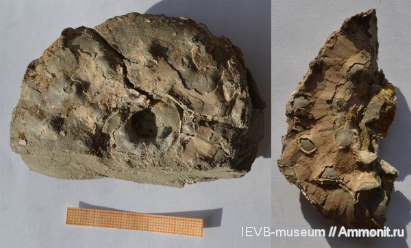 аммониты, юра, кимеридж, Ammonites, Aspidoceras, Aspidoceras catalaunicum, Kimmeridgian, Jurassic, Upper Jurassic