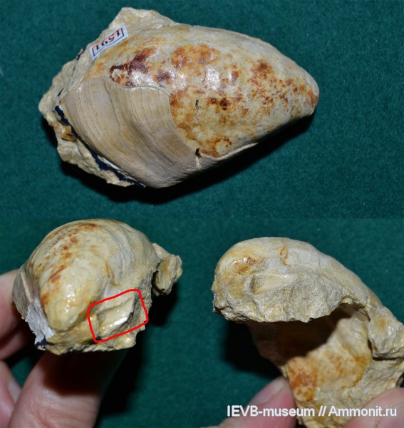 мел, двустворчатые моллюски, Inoceramus, турон, Inoceramus lamarcki, строение, Turonian, Cretaceous
