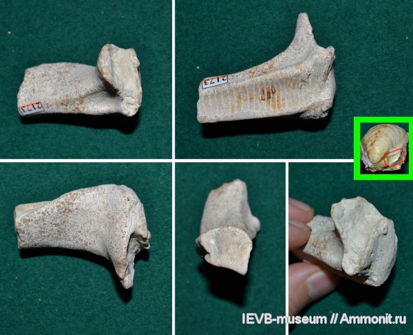 мел, двустворчатые моллюски, Inoceramus, турон, Inoceramus lamarcki, строение, Turonian, Cretaceous