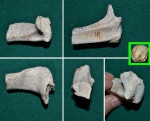 Зубы двустворки Inoceramus lamarcki